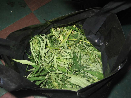 В Тамбовской области изъяли 800 граммов марихуаны