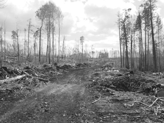 Почему лесами в Казачинско-Ленском районе занялась прокуратура