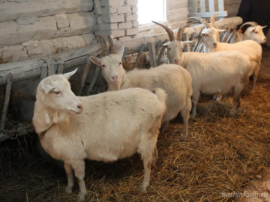 В очаге вспышки оспы овец в Тульской области введен карантин