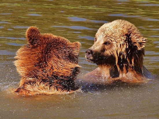 Охотникам, добывшим медведя, предлагают выдавать разрешения на кабана вне очереди