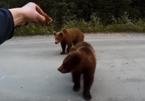 То, что медведи выходят на дорогу, уже не вызывает удивления