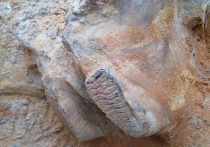 Палеонтологи, работающие на территории Тверской области, обнаружили на реке Ивица кости мамонта
