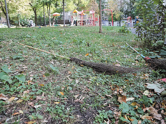 Как убирать листву во дворах, в Москве так и не определились