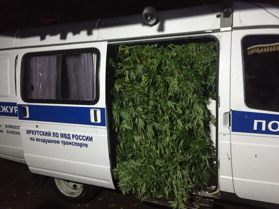 Сибирские оперативники с трудом увезли изъятую у нарушителей марихуану