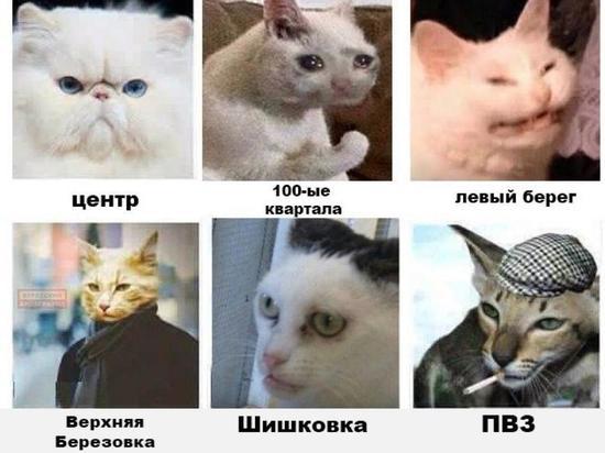 Найди себя: Жителей микрорайонов Улан-Удэ изобразили в виде котов