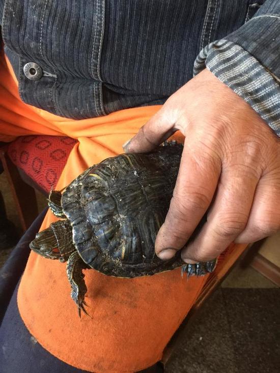 Сотрудники мусороперегрузочной станции спасли черепаху