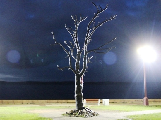 Дерево желаний на набережной Петрозаводска будет светиться