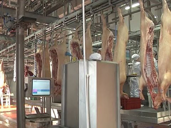 Агрохолдинг «Мираторг» приступил к строительству высокотехнологичного мясоперерабатывающего предприятия мощностью переработки до 4,5 млн. голов свиней в год.