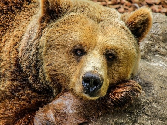 В Этнографическом музее Улан-Удэ медведь Малыш переедет в новый вольер