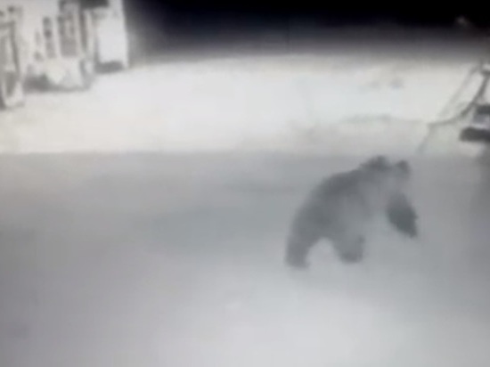 Алтайский медведь пришел на АЗС и разгромил УАЗик