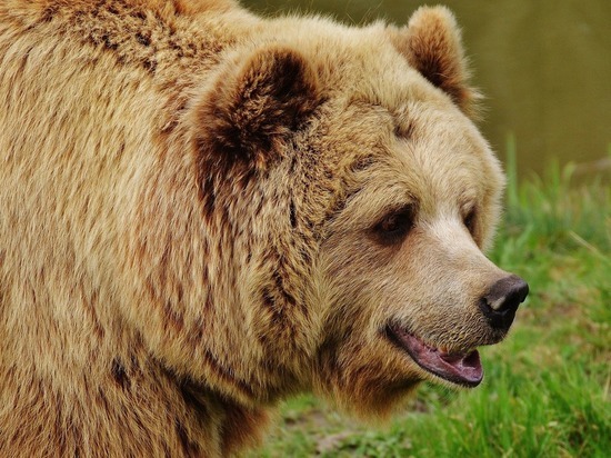 Медведь, растерзавший быка на Алтае, попал на видео