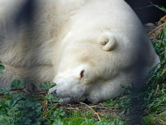 Японский блогер навестил омскую медведицу Гулю