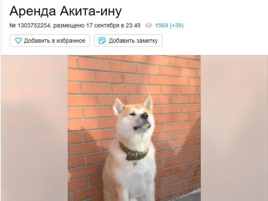 Кемеровчанин предлагает арендовать его собаку за миллион