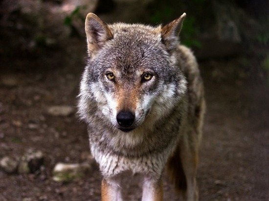 Поощрение охотников-волчатников внеочередными разрешениями на лосей показало эффективность