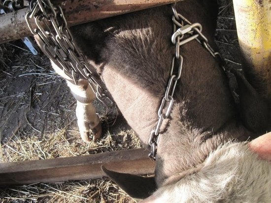 В Соль-Илецке корова сломала ногу ребенку
