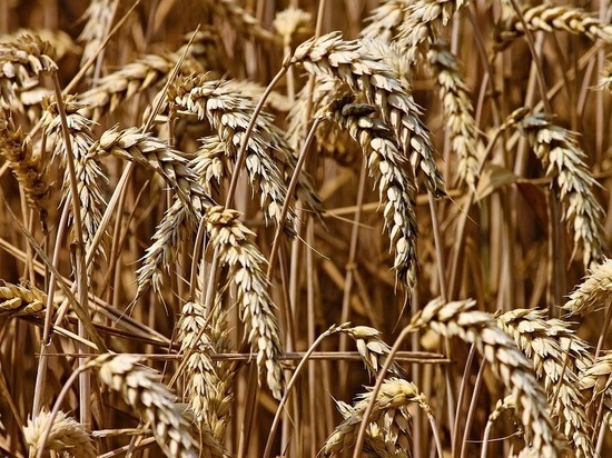 В четырех районах Бурятии завершена уборка зерновых