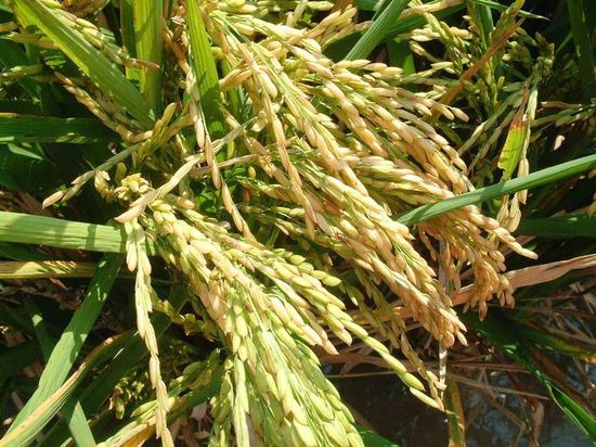 Калмыкия убирает самый северный рис в стране