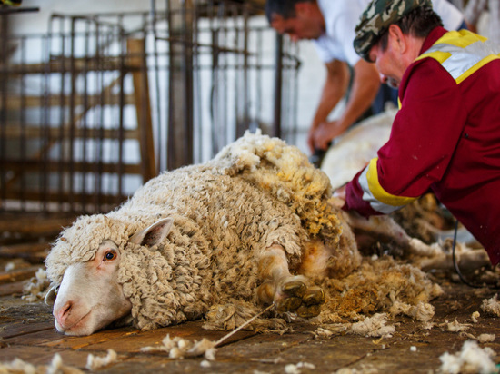 Под Волгоградом задержан похитивший 900 овец пастух