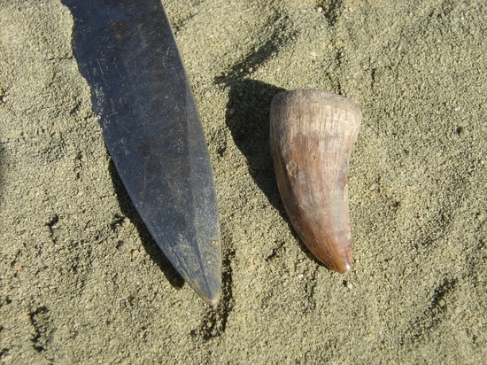 Палеонтологи СГТУ обнаружили кость пальца птерозавра