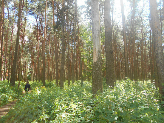 Экспертиза показала необходимость обновления деревьев в Бобачёвской роще Твери