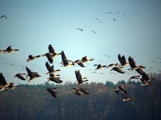 Орнитологи рассказали, в чём стала причина массовой гибели птиц в Карелии