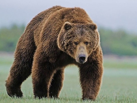В Кемерове местные жители увидели медведя