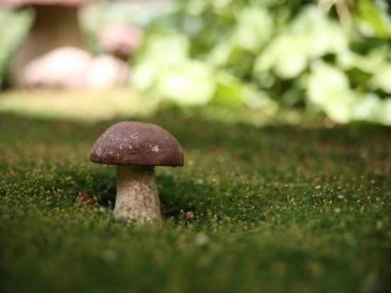 Отравившийся грибами трехлетний волгоградец попал в больницу