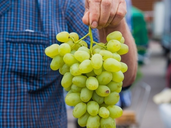 Занятым волгоградским дачникам посоветовали неукрывный сорт винограда