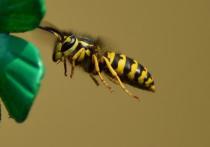Международная группа исследователей пришла к выводу, что количество насекомых по всему миру стремительно сокращается
