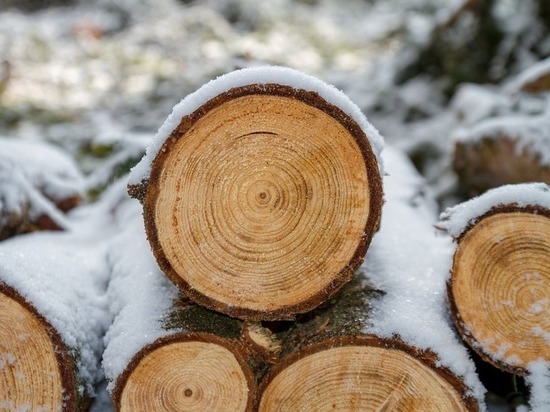 В Бурятии инженер лесхоза скрыл факт незаконной рубки деревьев