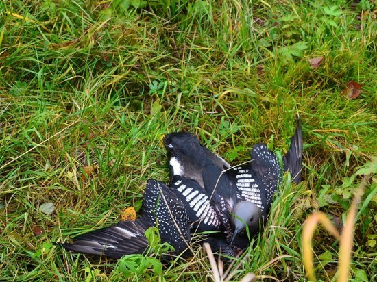Жители Карелии обнаружили в огороде умирающую птицу и придумали, как спасти её