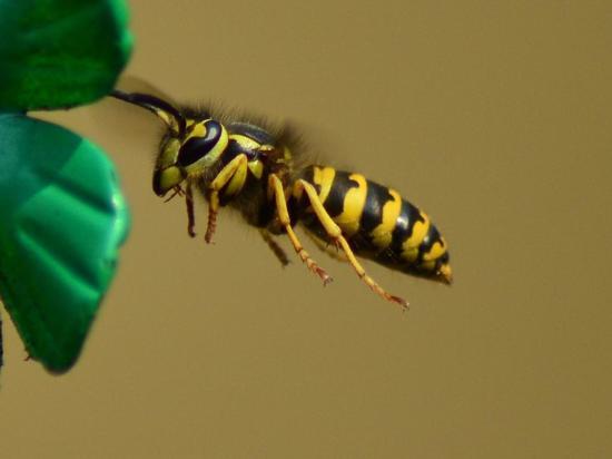 По всему миру исчезают насекомые: учёные опасаются последствий
