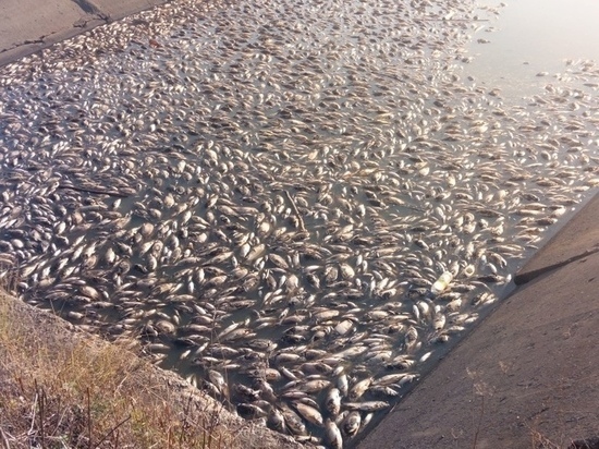 В Сеть просочились кадры массового мора рыбы в тульском рыбхозе