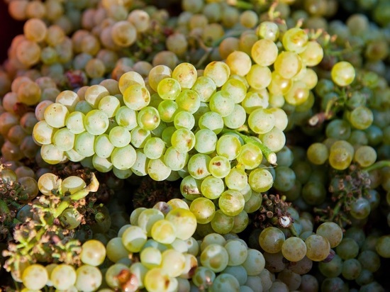 Волгоградцам рассказали секрет обрезки винограда