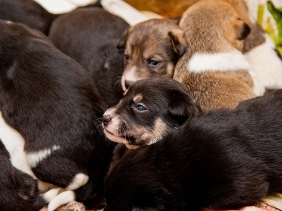 Жителей Волжского просят спасти щенков от собакоедов-заключенны