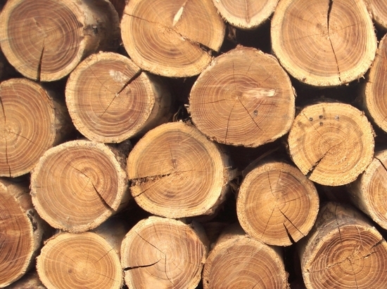 В Улан-Удэ предприниматели не регистрировали сделки с древесиной