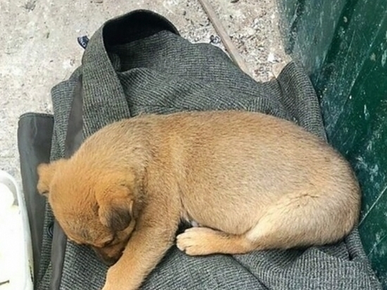 Крошечного щенка выбросили на помойку в Волгограде