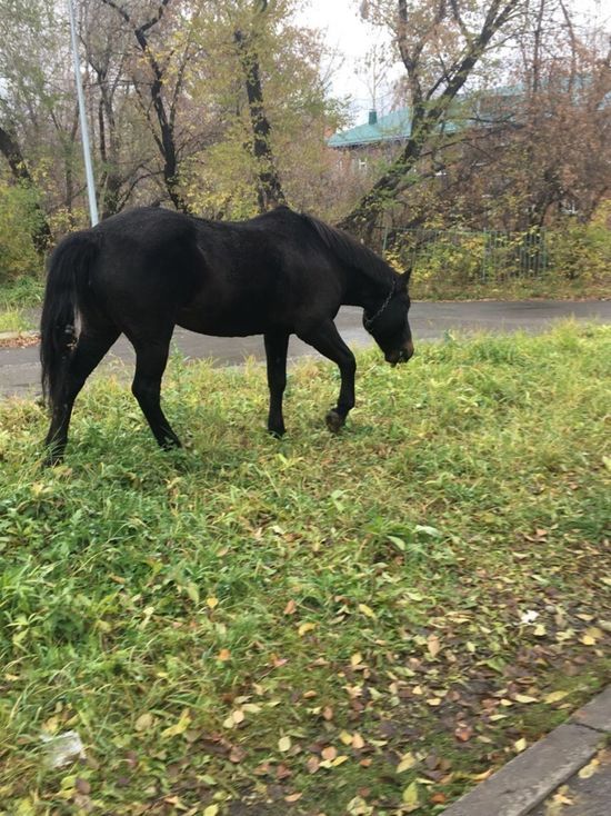 Новокузчане встретили на улице удравших коней