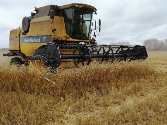 В Новосибирском сельском районе убрали последние гектары зерновых