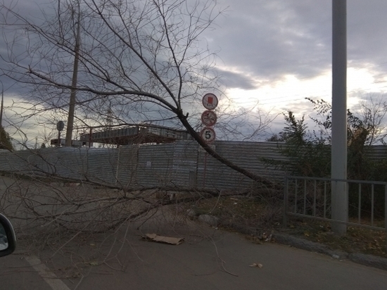 В Волгограде поваленное ветром дерево раздавило машину