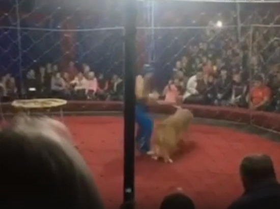 На Кубани львица напала на девочку в цирке