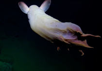 Команда учёных, работающая в рамках проекта Nautilus, опубликовала видеозапись, на которой можно увидеть редкого осьминога
