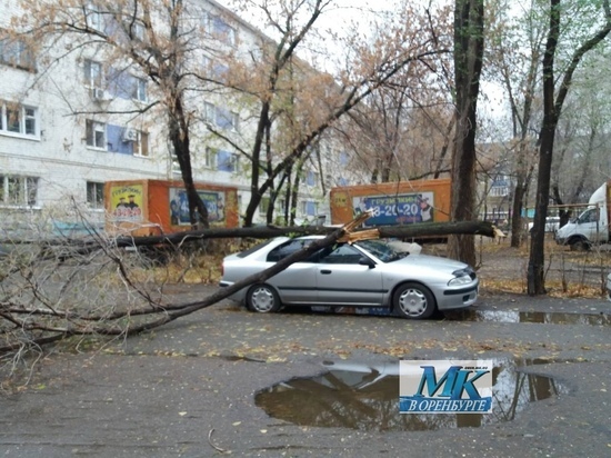 В Оренбурге из-за штормового ветра поломаны деревья, разбиты автомобили
