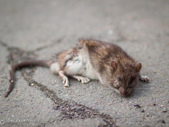 Петрозаводчанин выпустил у мэрии крысу, чтобы чиновники обратили внимание на грызунов