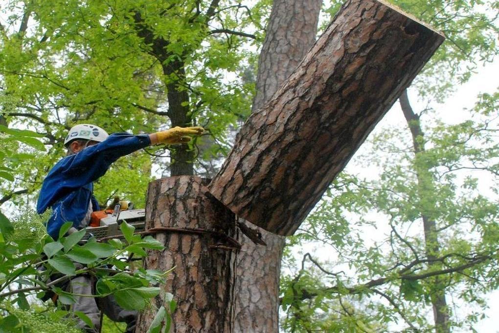Спил деревьев во владимире. Опиловка деревьев. опиловка деревьев фото. деревья после опиловки. спил деревьев рязань.