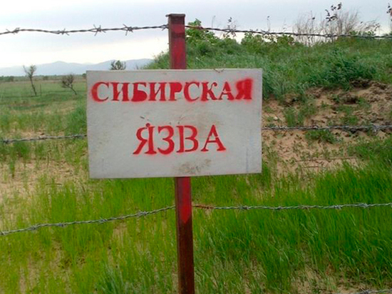 Единичный случай заболевания коровы зафиксирован в одном из сел под Одессой