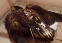 Столичные орнитологи вернули к жизни редкую краснокнижную птицу — орлана-белохвоста