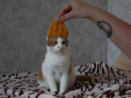 Волгоградский кот в мини-шапочке стал новым интернет-мемом