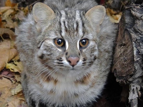 В Московском зоопарке появился амурский лесной кот