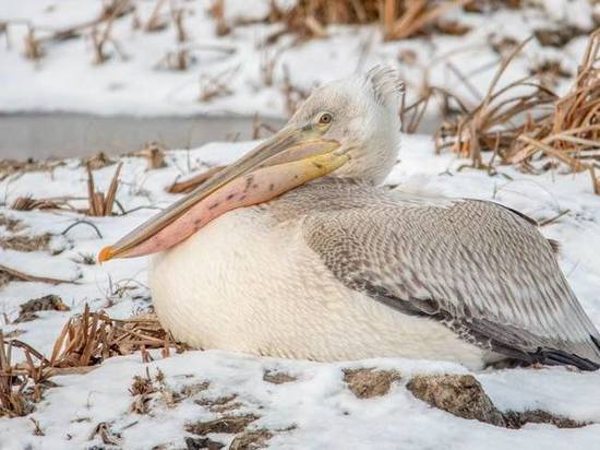 Заблудившиеся пеликаны перезимуют на страусином ранчо под Барнаулом